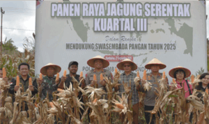 Pemkab Humbahas dan Polres Gelar Panen Raya Jagung Kuartal III 2025